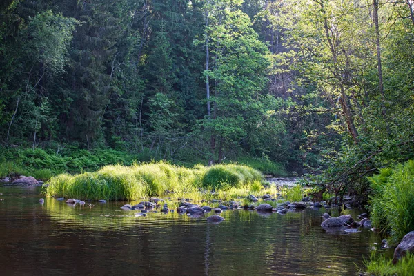 Szép erdei folyó Lettországban, nyáron — Stock Fotó