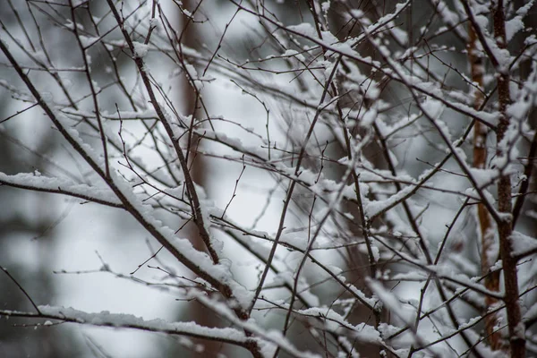 Frost snöiga skogs träd i solig dag på vintern — Stockfoto