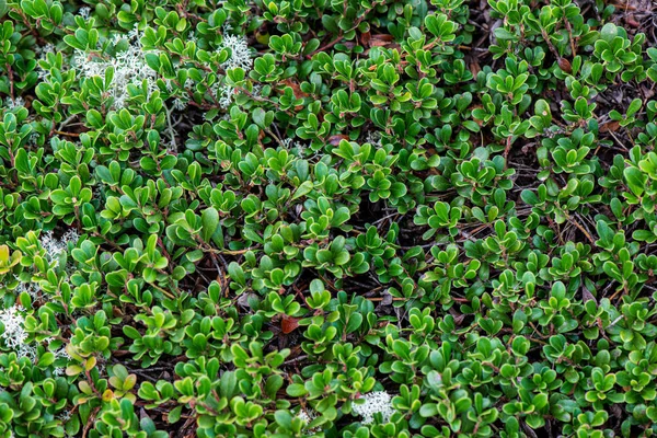 Frutos rojos de arándano rojo en el musgo verde del bosque en el soleado día de verano — Foto de Stock