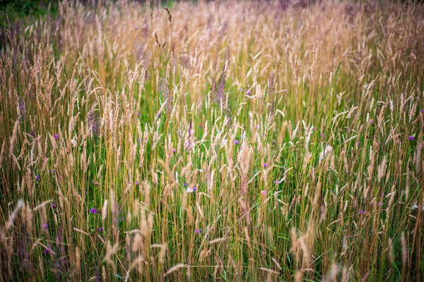 Trockenes Gras biegt sich auf verschwommener Hintergrundstruktur — Stockfoto