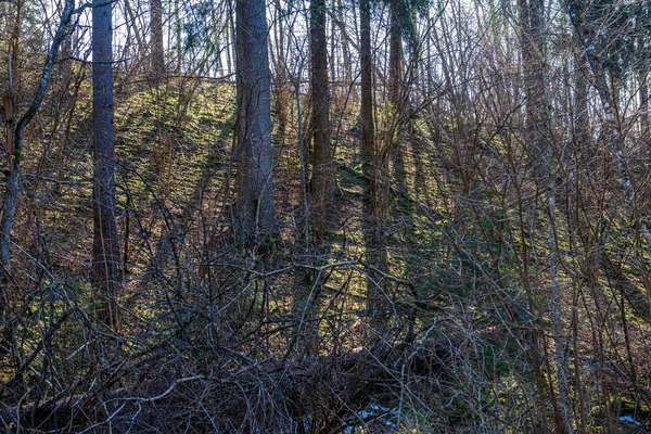Seco velho tronco árvore stomp na natureza — Fotografia de Stock
