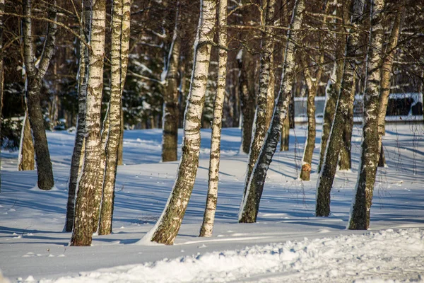 Gelo alberi della foresta innevati in giornata di sole in inverno — Foto Stock