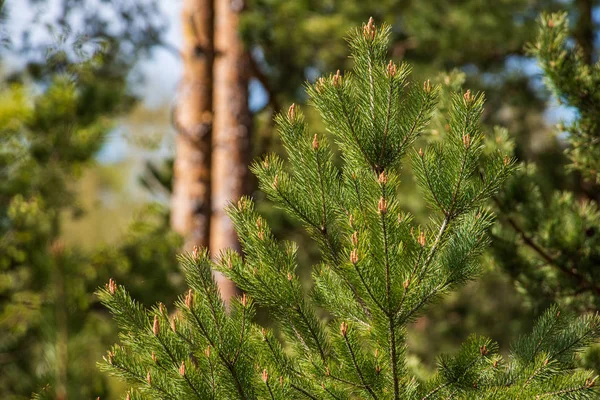 Troncos de árvores na ensolarada floresta de verão — Fotografia de Stock