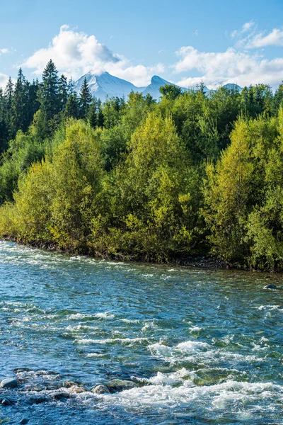 Klidná Lesní řeka skrývající se za větvemi — Stock fotografie