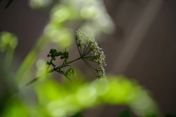 Samenstelling van kleine witte bloemen en Fern Leaf op groene vervagen b — Stockfoto