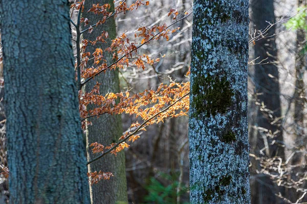 Torrt gammalt träd stammen Stomp i naturen — Stockfoto
