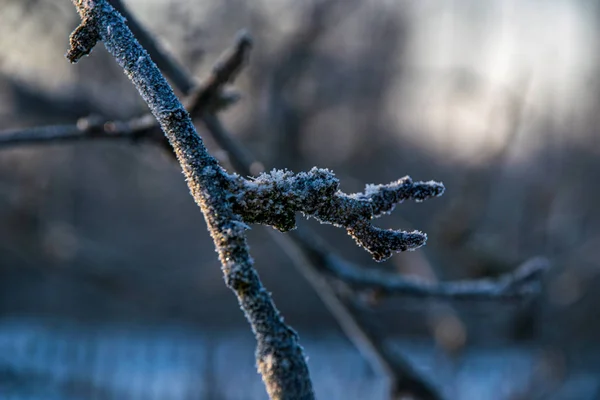 Droge oude boomstam stomp in de natuur — Stockfoto