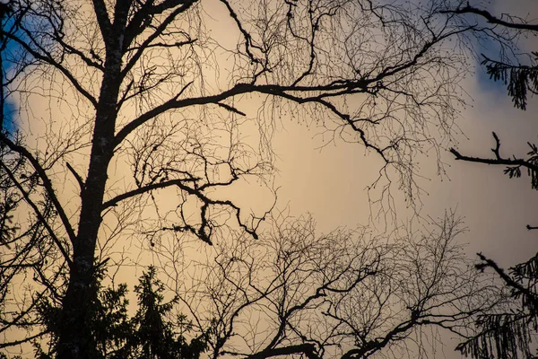 Träd toppar i skogen växer till den blå himlen — Stockfoto