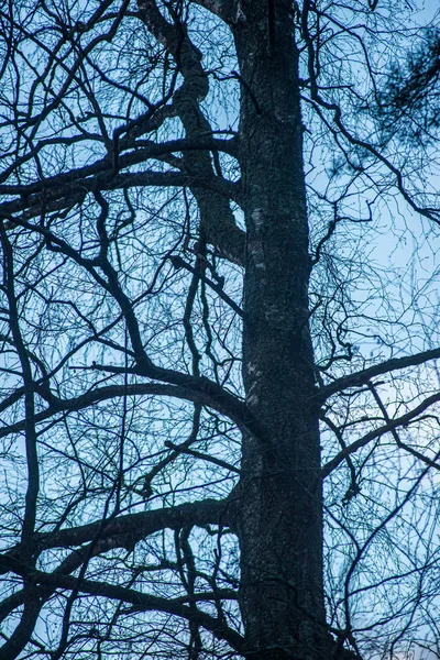 Topos de árvores na floresta crescendo para o céu azul — Fotografia de Stock