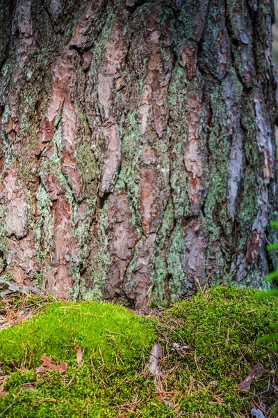 干燥的老树干在自然中踩踏 — 图库照片
