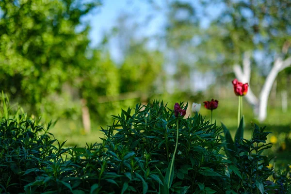 Fiore di tulipano rosso nel verde giardino estivo — Foto Stock