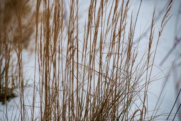 Dry grass bents on blur background texture — Stock Photo, Image
