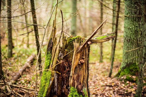 Droge oude boomstam stomp in de natuur — Stockfoto