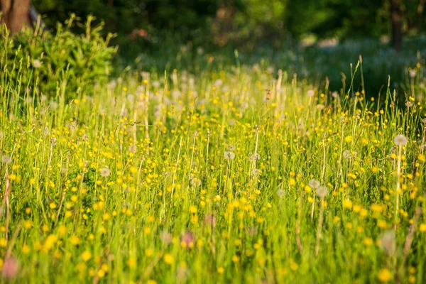 Pasto de prado verde com flores florescendo no calor de verão — Fotografia de Stock