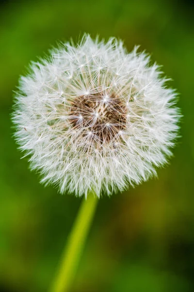 Náhodné barevné letní květiny na zelené louce pod sluncem — Stock fotografie