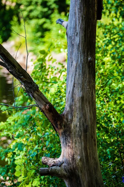 Troncos de árvores na ensolarada floresta de verão — Fotografia de Stock