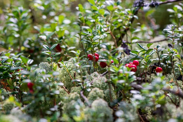 Frutos rojos de arándano rojo en el musgo verde del bosque en el soleado día de verano — Foto de Stock