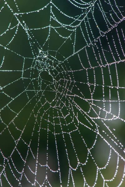 Ragnatela ragnatela naturale in luce del mattino con gocce di rugiada — Foto Stock