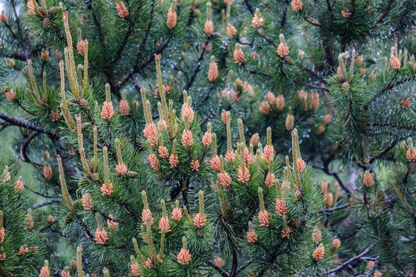 Young pine tree branches with fresh violet cones — Stock Photo, Image