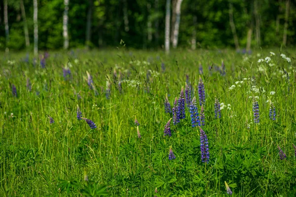 Zielone pastwisko łąki z kwitnącymi kwiatami w lecie ciepła — Zdjęcie stockowe
