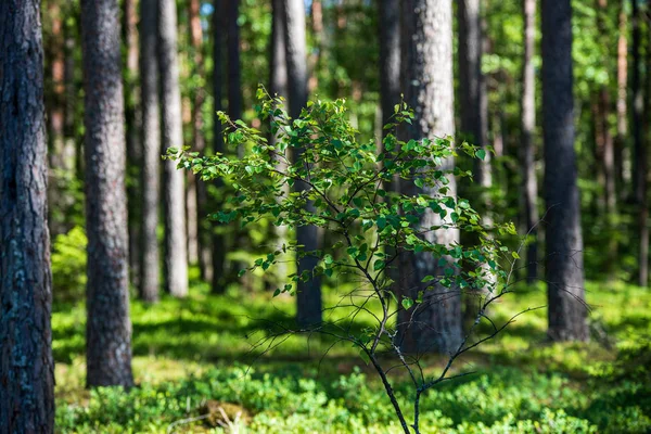 Güneşli yaz ormandaki ağaç gövdeleri