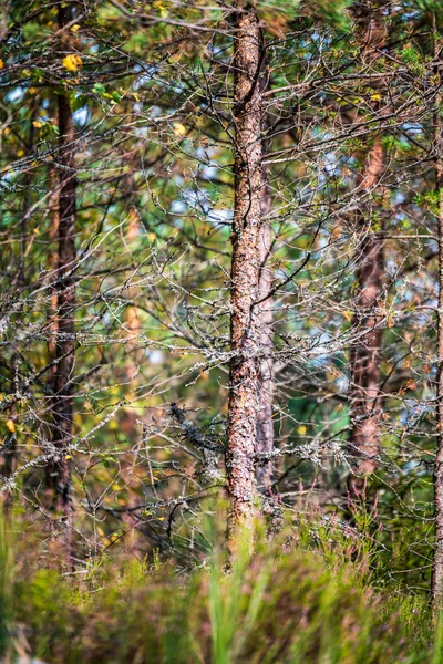 Seco velho tronco árvore stomp na natureza — Fotografia de Stock
