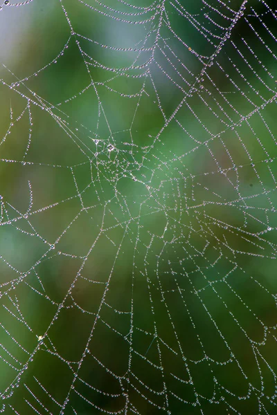 Toiles d'araignée toile d'araignée naturelle dans la lumière du matin avec des gouttes de rosée — Photo