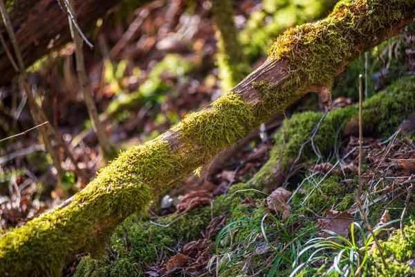 Doğada kuru eski ağaç gövde Stomp — Stok fotoğraf