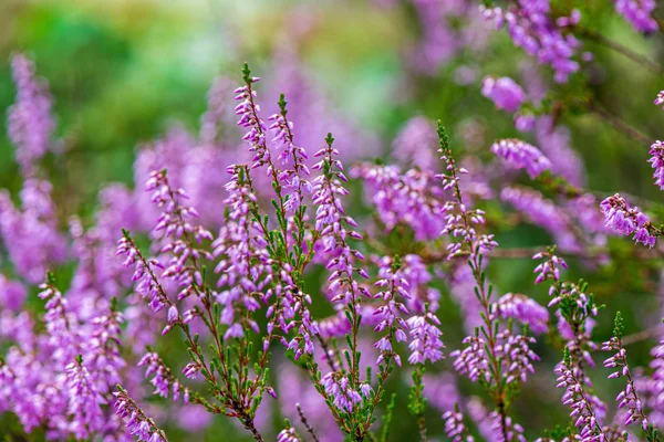 yeşil arka plan bulanıklık ormanda Heather çiçekler