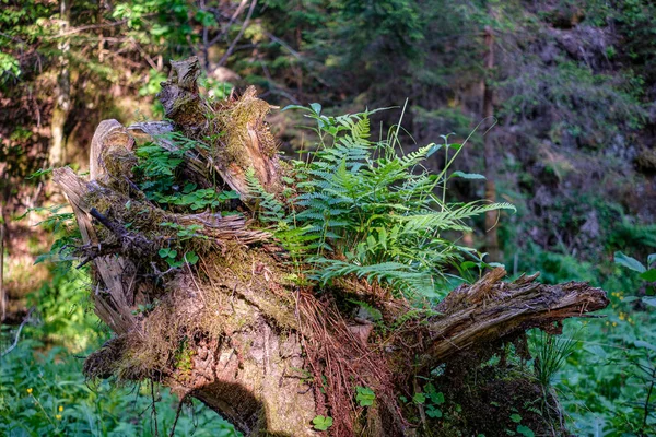 Suchý starý kmen stromu v přírodě — Stock fotografie