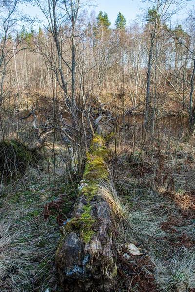 自然の中で乾燥した古い木の幹のストンプボックス — ストック写真