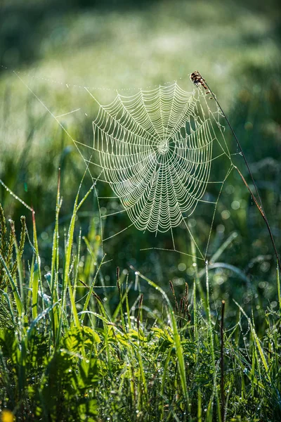 Ragnatela ragnatela naturale in luce del mattino con gocce di rugiada — Foto Stock