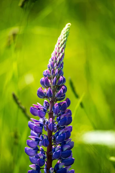 Fiori estivi di colore casuale in prato verde sotto il sole — Foto Stock