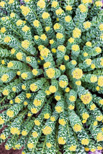 Flores de verão de cor aleatória no prado verde sob o sol — Fotografia de Stock