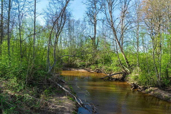Bosque tranquilo río escondido detrás de ramas de árboles —  Fotos de Stock
