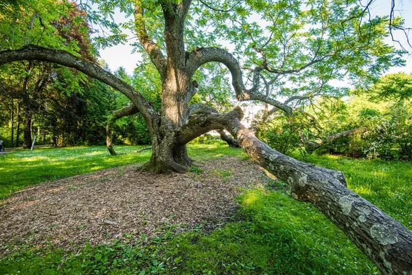 Troncs d'arbres dans la forêt ensoleillée d'été — Photo