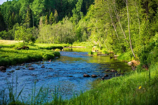 Yaz aylarında Letonya güzel orman Nehri