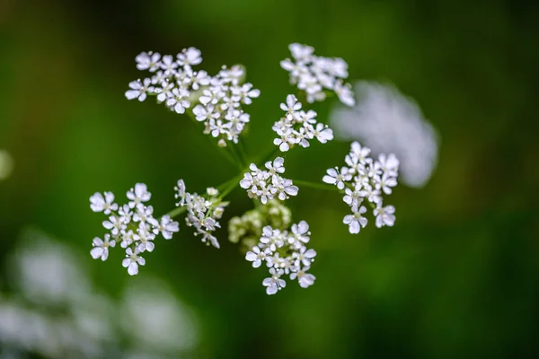 Složení malých bílých květů a listů s kapradí na zeleném rozmazání b — Stock fotografie