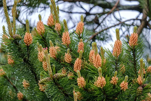 Young pine tree branches with fresh violet cones — Stock Photo, Image