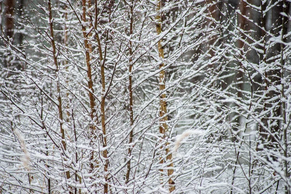 冬の晴れた日の霜雪の森の木 — ストック写真