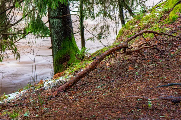 Suchý starý kmen stromu v přírodě — Stock fotografie