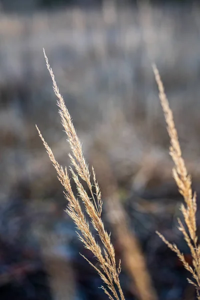 Dry grass bents on blur background texture — Stock Photo, Image