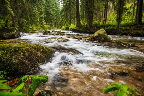 Klidná Lesní řeka skrývající se za větvemi — Stock fotografie