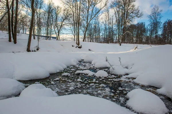 Heladas árboles del bosque nevado en el día soleado en invierno — Foto de Stock