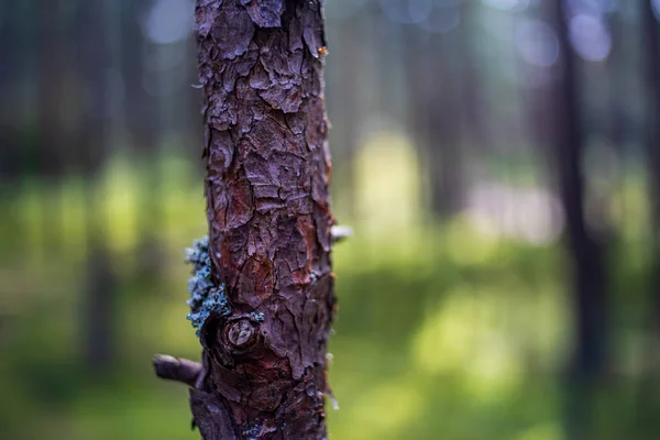 自然の中で乾燥した古い木の幹のストンプボックス — ストック写真