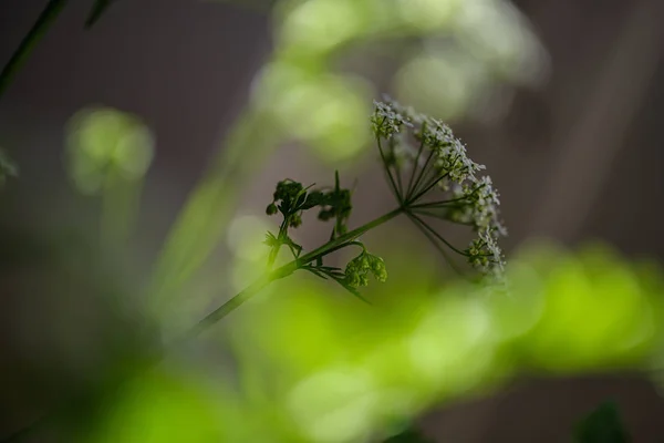 Composição de pequenas flores brancas e folha de samambaia em borrão verde b — Fotografia de Stock