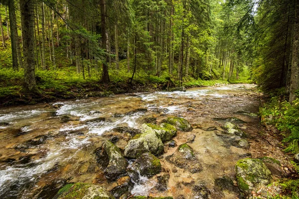 Kalme bos rivier verschuilen achter boomtakken — Stockfoto