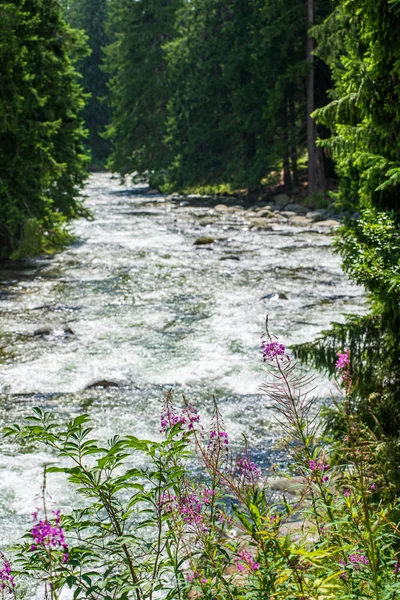 Lesní horská řeka s vodopádem nad skalami — Stock fotografie