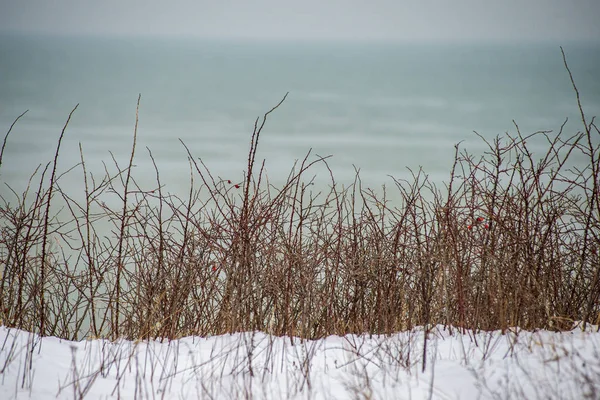 Gelée arbres forestiers enneigés dans la journée ensoleillée en hiver — Photo