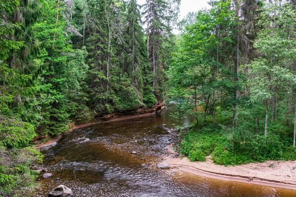 Спокійна лісова річка ховається за гілками дерев — стокове фото